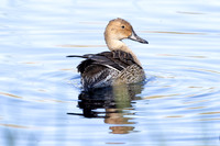Pintail Duck- (Sweetwater Wetlands) Tucson Arizona