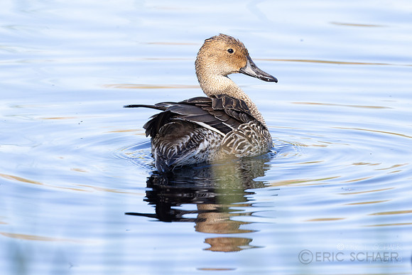 Pintail Duck- (Sweetwater Wetlands) Tucson Arizona