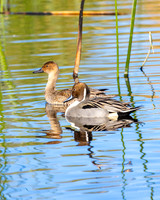 Pintail Duck- (Sweetwater Wetlands) Tucson Arizona