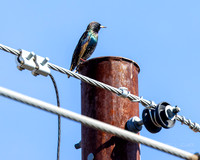 European Starling- (Sweetwater Wetlands) Tucson Arizona