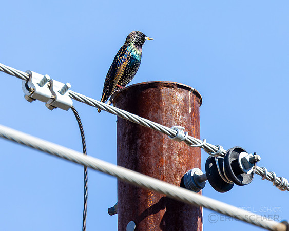 European Starling- (Sweetwater Wetlands) Tucson Arizona