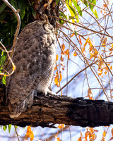 Great Horned Owl- (Sweetwater Wetlands) Tucson Arizona