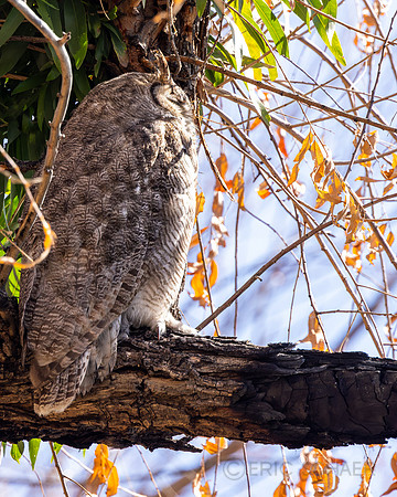 Great Horned Owl- (Sweetwater Wetlands) Tucson Arizona