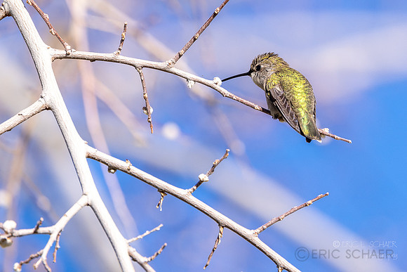 Anna's Hummingbird- (Sonora Desert Gardens) Tucson Arizona