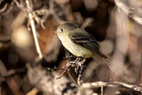 Hammond's Flycatcher (Captivity- Sonora Desert Gardens / Museum) Tucson Arizona