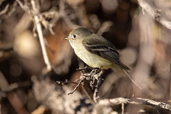 Hammond's Flycatcher (Captivity- Sonora Desert Gardens / Museum) Tucson Arizona