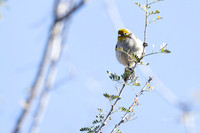 Verdin- (Sweetwater Wetlands) Tucson Arizona