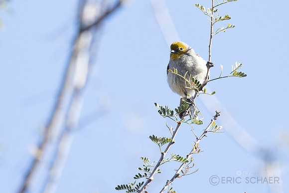 Verdin- (Sweetwater Wetlands) Tucson Arizona