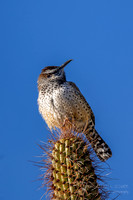 Cactus Wren- Tucson ( Sonora Desert) Arizona