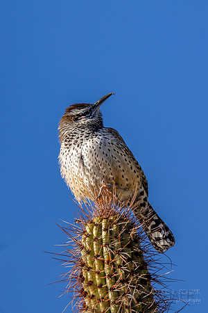 Cactus Wren- Tucson ( Sonora Desert) Arizona