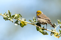 Verdin- (Sweetwater Wetlands) Tucson Arizona