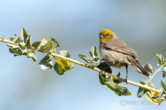 Verdin- (Sweetwater Wetlands) Tucson Arizona