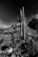 Saguaro Cactus- Linda Vista Trail- Oro Valley Tucson Arizona