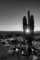 Saguaro Cactus- Brown Mountain Ringtail Trail Tucson Arizona