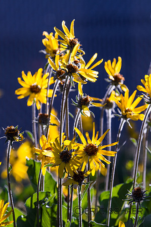 Balsam root wild flowers-Levenworth WA