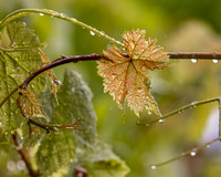 Manucci / Wild Coyote Winery