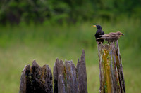 Adult and Young Starling