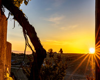 Manucci / Wild Coyote Winery