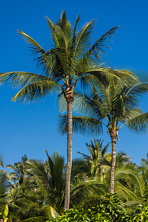 View of Palm Trees Fern Grotto Inn, Kapa'a