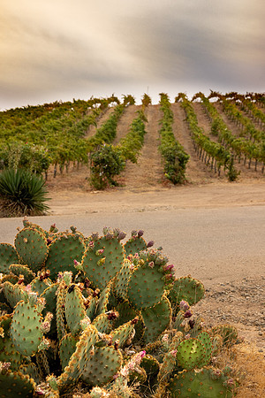 2021, Cactus, California, Central Coast, Manucci Winery, Paso Robles, vinyard, Wild Coyote Winery, Winery