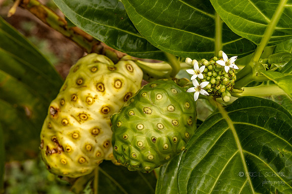 Noni Fruit on tree- Kilauea Kauai- Real Noni Fruit Farm