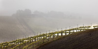 Manucci / Wild Coyote Winery