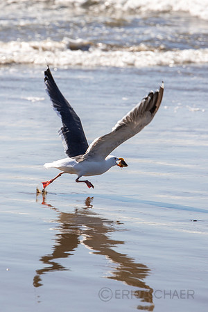 California- Morro Bay Gull