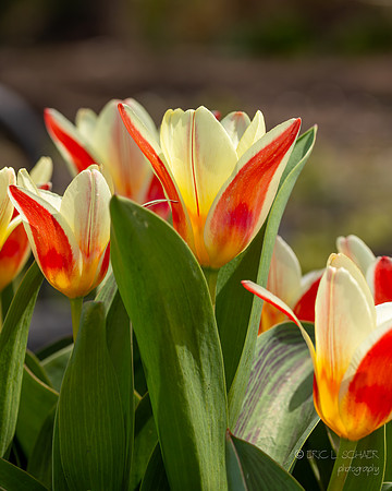 April: Tulip Flower: Chicago Illinois Botanic Garden
