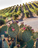 2021, Cactus, California, Central Coast, Manucci Winery, Paso Robles, Wild Coyote Winery