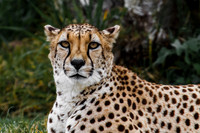 San Diego Zoo Cheetah