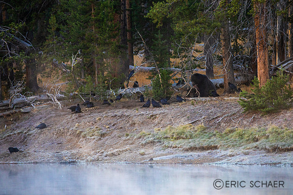 2020, Bear, Fog, "Grizzly Bear", "Hayden Valley", Morning, September, Wyoming, Yellowstone, "Yellowstone River"