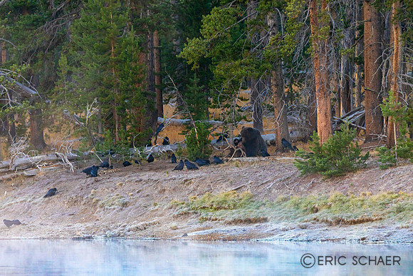 2020, Bear, Fog, "Grizzly Bear", "Hayden Valley", Morning, September, Wyoming, Yellowstone, "Yellowstone River"