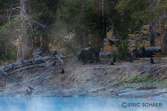 2020, Bear, Fog, "Grizzly Bear", "Hayden Valley", Morning, September, Wyoming, Yellowstone, "Yellowstone River"