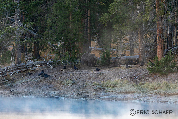 2020, Bear, Fog, "Grizzly Bear", "Hayden Valley", Morning, September, Wyoming, Yellowstone, "Yellowstone River"