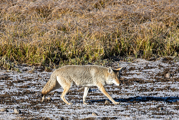 2020, Coyote, "Hayden Valley", Morning, September, Wyoming, Yellowstone