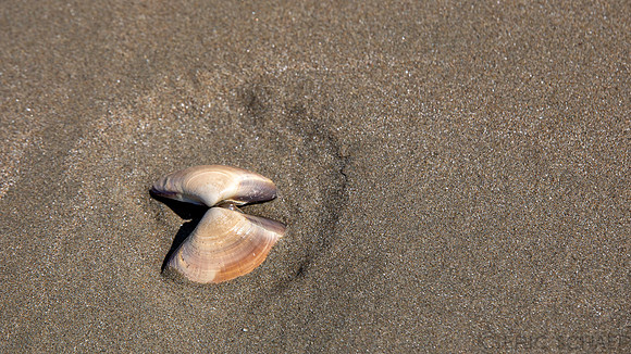California- Morro Bay Shell