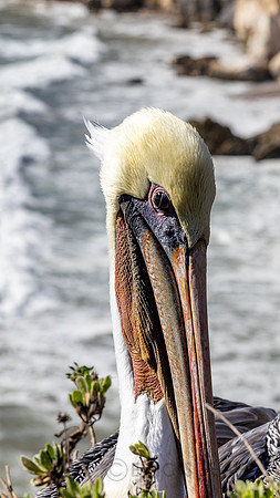 California- Pismo Beach 2