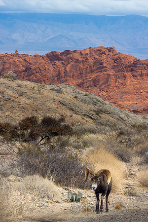 Nevada- Valley of Fire Sheep