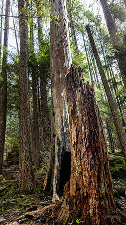 Old Tree Stump