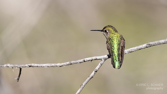 January: Anna's Hummingbird: Big Morongo Canyon- Morongo Valley Calif.