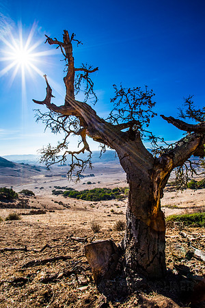 Dry Landscape-San Luis Obispo Calif