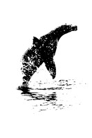 Jumping Seal-Monterey Bay Calif
