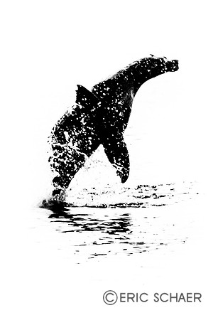Jumping Seal-Monterey Bay Calif