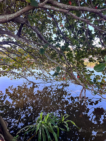 I-Phone: Waters edge-Wailua River State Park