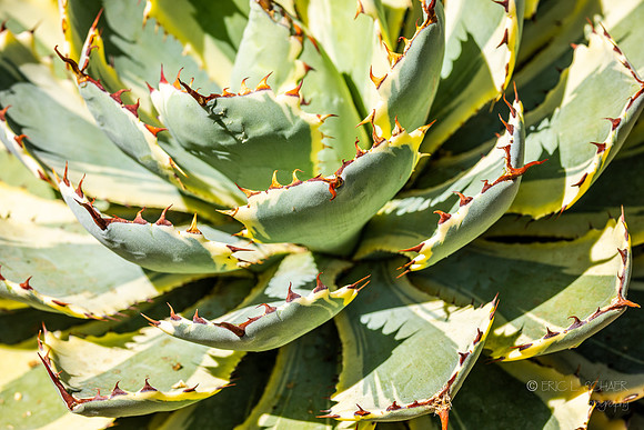 April: Chicago Illinois Botanic Garden- Cactus Garden Desert Diamond Agave