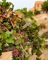 2021, California, Central Coast, Grapes, Manucci Winery, Paso Robles, Wild Coyote Winery, Winery
