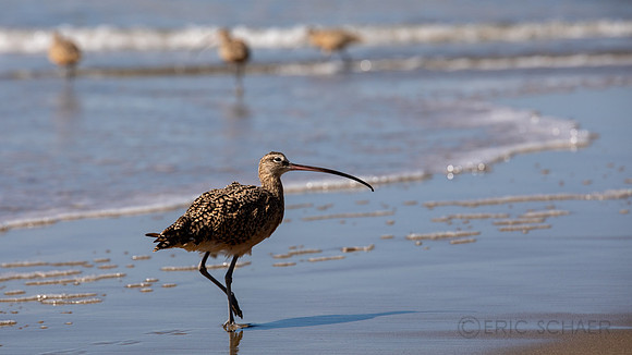 California- Morro Bay Whimbrel Sea Bird 2