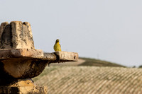 2021, Bird Bath, California, Central Coast, Manucci Winery, Paso Robles, Wild Coyote Winery