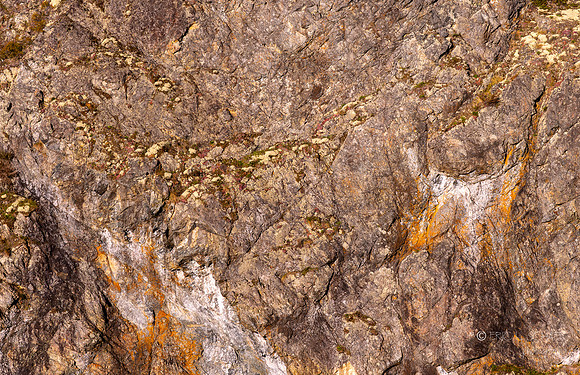 Rock Detail- Lighthouse Point Trail