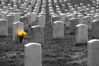 Yellow Flowers-Arlington VA